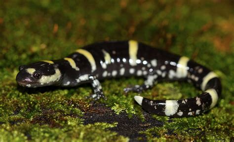 Ringed Salamander (Ambystoma annulatum)