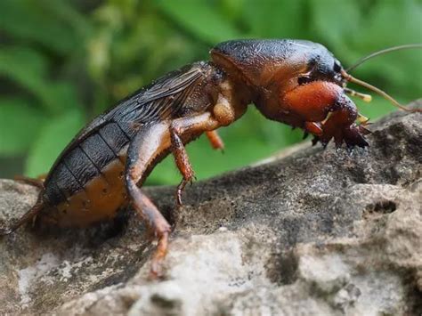 The 10 rarest animals in Australia - surprising