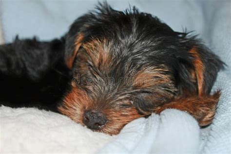 Cute yorkie sleeping stock photo. Image of very, yorkie - 43564102