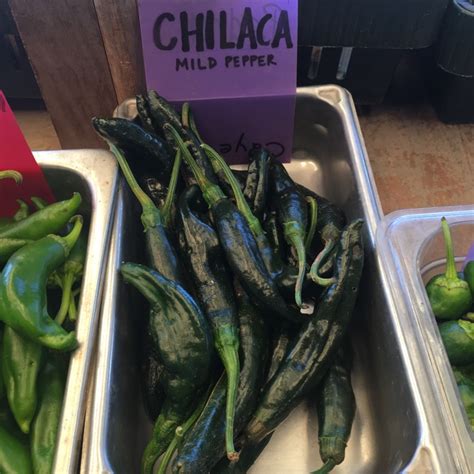 Chilaca Chile Peppers Information, Recipes and Facts