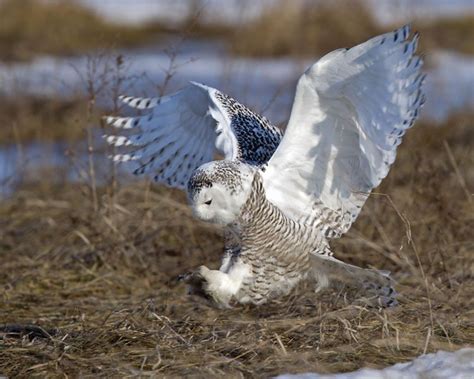 Snowy Owl Predators