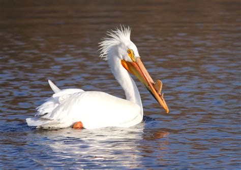 Cute American White Pelican photo and wallpaper. All Cute American ...