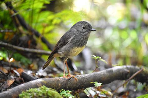 10 New Zealand Birds That You're Likely to See - NZ Pocket Guide #1 New ...