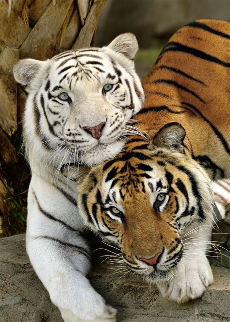 Snuggling up to get a photo, Bengal Tigers by Bill Dodsworth - Photo ...