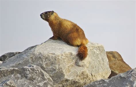 Yellow Bellied Marmot - Have You Seen These Rock Stars? - Jake's Nature Blog