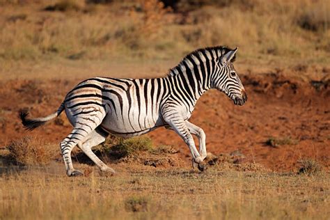 Zebras Running Stock Photos, Pictures & Royalty-Free Images - iStock