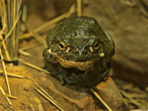 Don’t Lick This Toad, National Park Service Says | Smithsonian