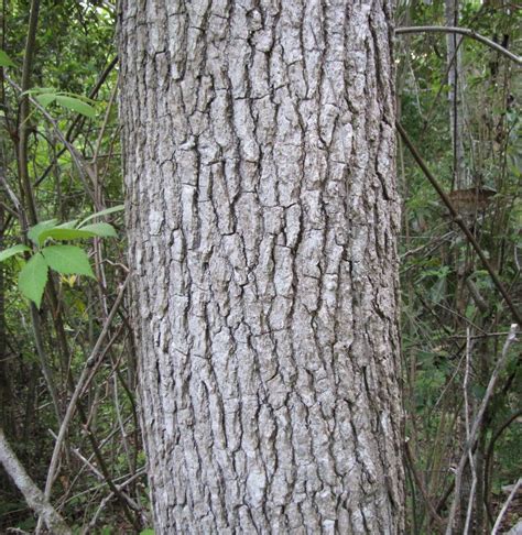 Plants - North Carolina Native Plant Society