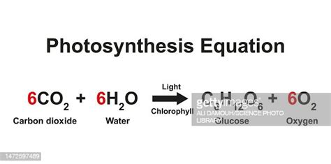 Photosynthesis Equation Illustration High-Res Vector Graphic - Getty Images