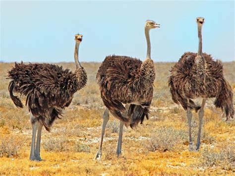 Where Do Ostriches Live? (Habitat + Distribution) | Birdfact