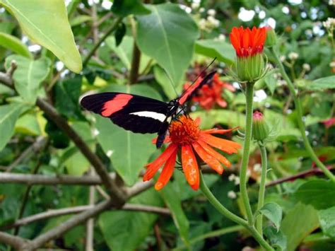 Butterfly Gardening in South Florida