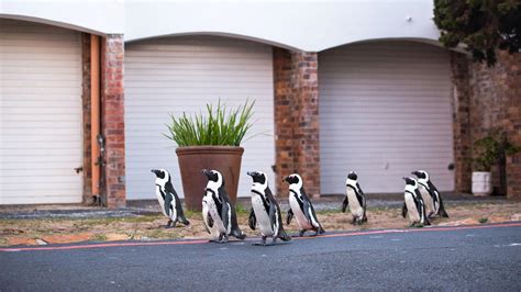 A Waddle of Penguins Head Into Cape Town | Wild Metropolis