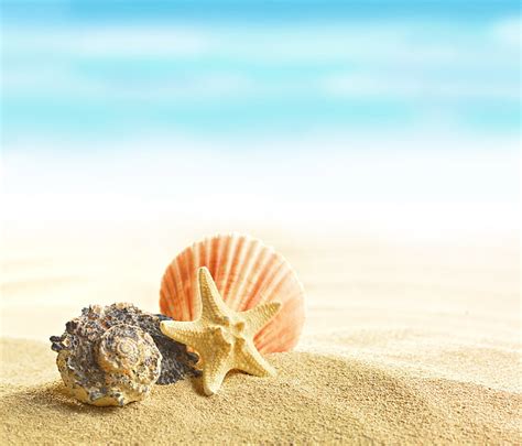 Beach Seashells Wallpaper