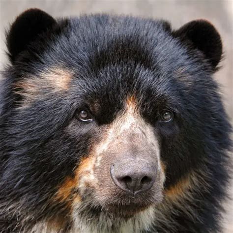 Spectacled Bear - Facts, Diet, Habitat & Pictures on Animalia.bio