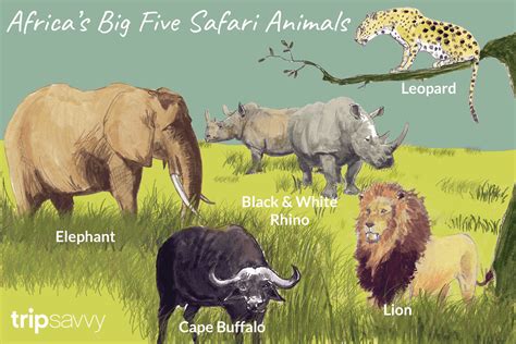 An Introduction to Africa's Big Five Safari Animals
