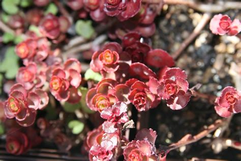 Crimson stonecrop 'Voodoo' (Sedum spurium 'Voodoo') - growing guides