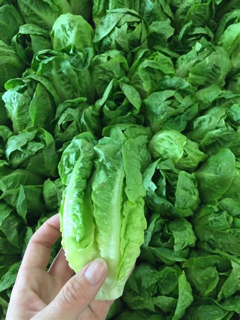 Little Gem Lettuce - C & L Produce