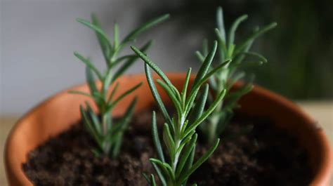 How To Propagate Rosemary From Cuttings: Step-By-Step With Photos