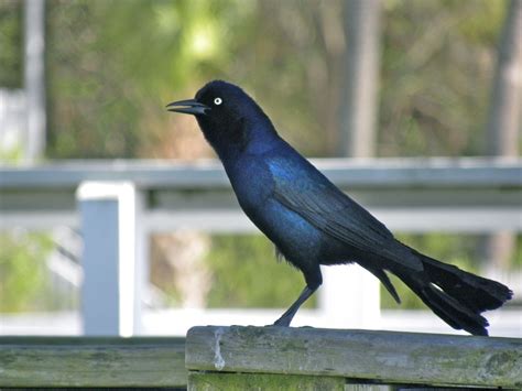 Boat-tailed Grackle – My Bird of the Day