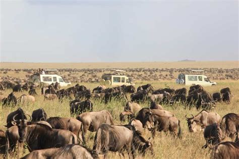 Budgeting for a Tanzania Safari: Tips and Insights into Tanzania Safari Costs | SafariBando