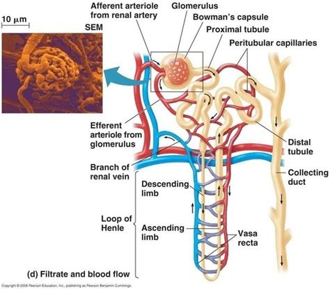 Nephron Diagram | Quizlet