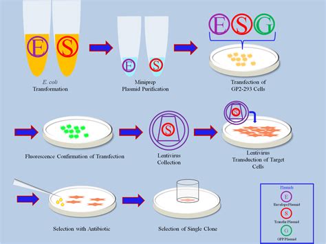 Lentiviral Transduction Schematic (own work) : r/labrats