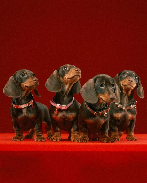 Gucci: Gucci Introduces Its New Pet Collection - Luxferity