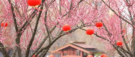 莘庄梅花节开幕 半数梅花已进入盛花期_公园_市民_活动