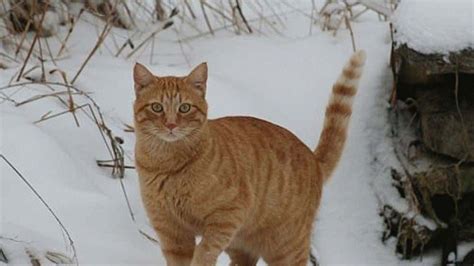 The CUTEST Cats in Snow | The Weather Channel