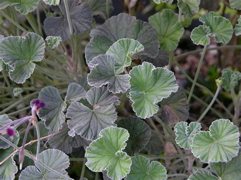 Pelargonium sidoides – NutraWiki