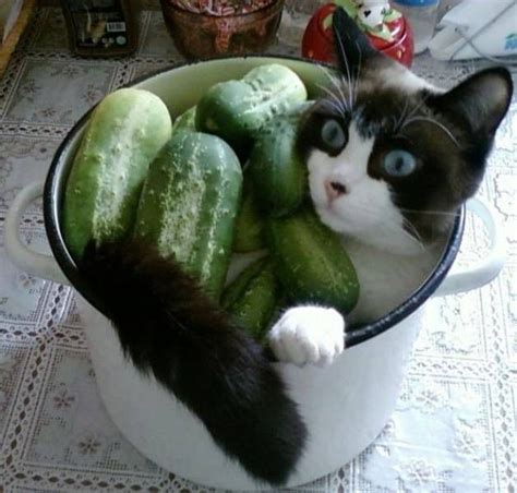 Beats the awe about cats scared of cucumber Tap the link to check out great cat products we have ...