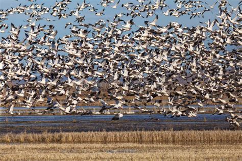 Snow geese migration stock photo. Image of migrating - 168903022