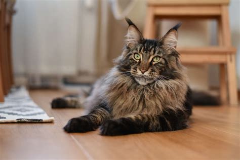 The 10 Largest Domesticated Cat Breeds