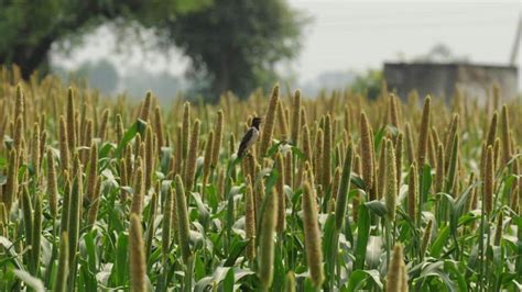Union Budget gives fillip to revive millet cultivation in state | Latest News India - Hindustan ...