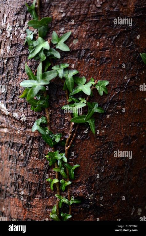 Clinging plants hi-res stock photography and images - Alamy