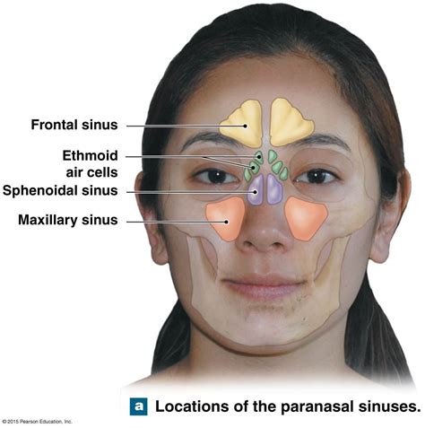 the nasal complex | Human body systems, Human anatomy and physiology, Body systems
