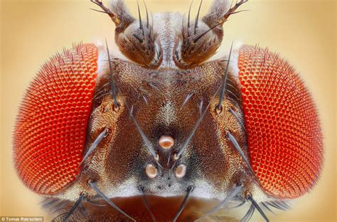 Photographer captures flies in exquisite detail by snapping each one ...