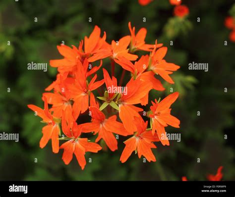 Pelargonium purple heart hi-res stock photography and images - Alamy