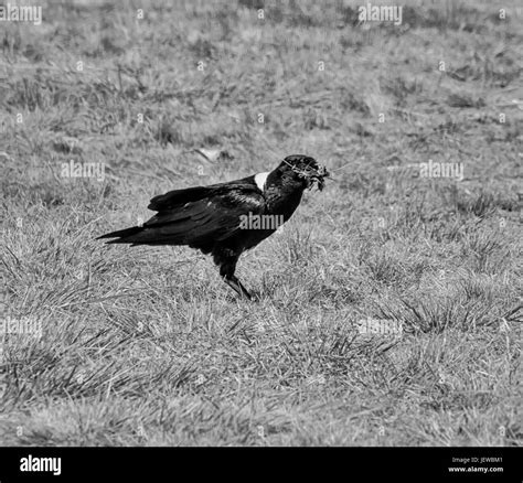 Raven eating carrion Black and White Stock Photos & Images - Alamy