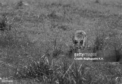 894 Jackal Hunting Stock Photos, High-Res Pictures, and Images - Getty ...