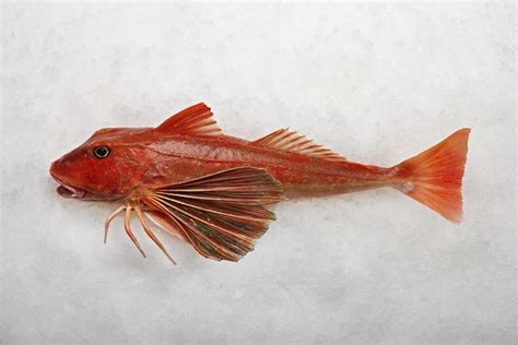 Red gurnard - Alchetron, The Free Social Encyclopedia