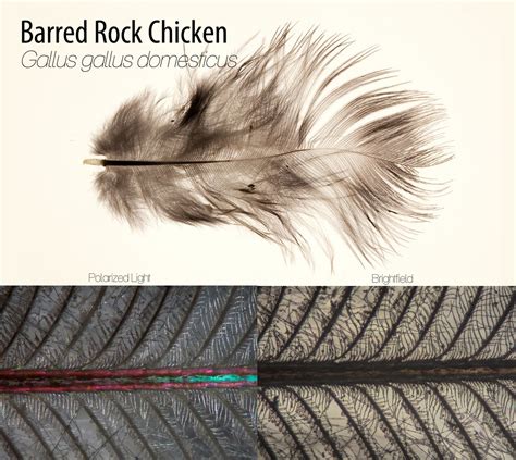 Barred Rock Chicken | Feathers, Microscopy Comparison or Bri… | Flickr