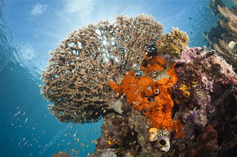 Table coral in coral reef - Stock Image - C047/1426 - Science Photo Library