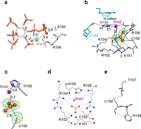 The formation of a metaphosphate-like reaction intermediate in... | Download Scientific Diagram