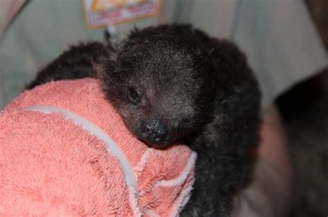 Baby Two-Toed Sloth Born at Ellen Trout Zoo in Texas