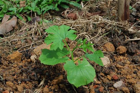 My little vegetable garden: Bitter gourds crawling up