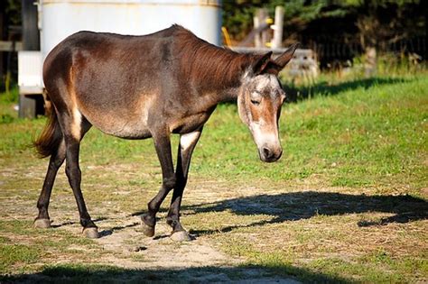 Hinny vs. Mule: 11 Facts You Need to Know - Helpful Horse Hints