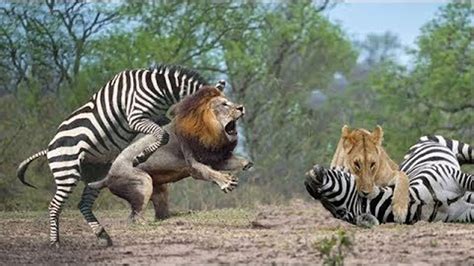 Amazing Animals Attack - Zebra Vs Lion Real Fight - Brave Zebra Kicked ...