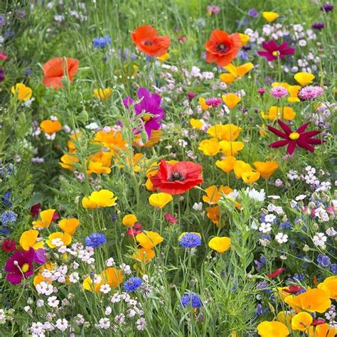 West Wildflower Seed Mix | American Meadows | Wild flower meadow ...