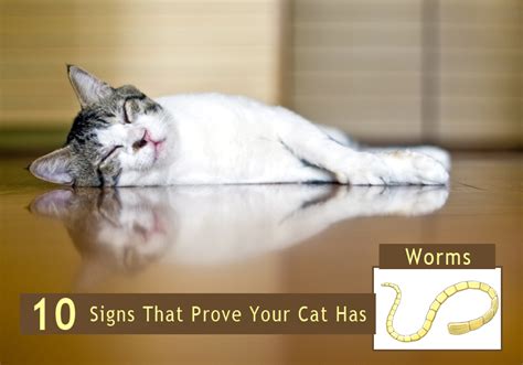 10 Signs That Prove Your Cat Has Worms | BestVetCare